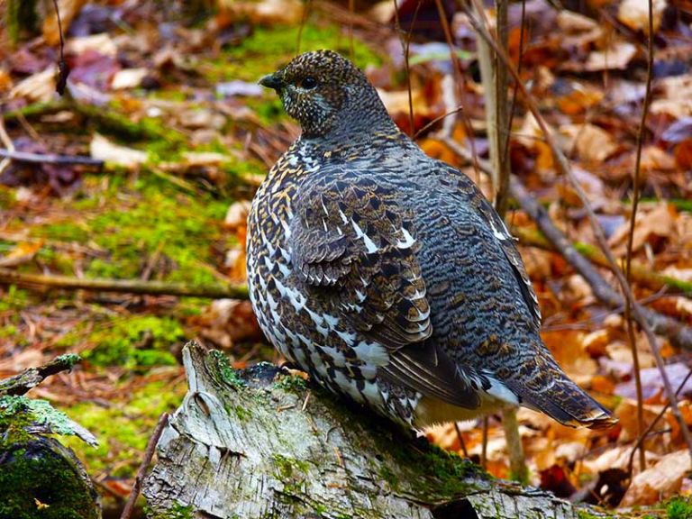 Canoe Trips Slideshow Canoe Country Outfitters